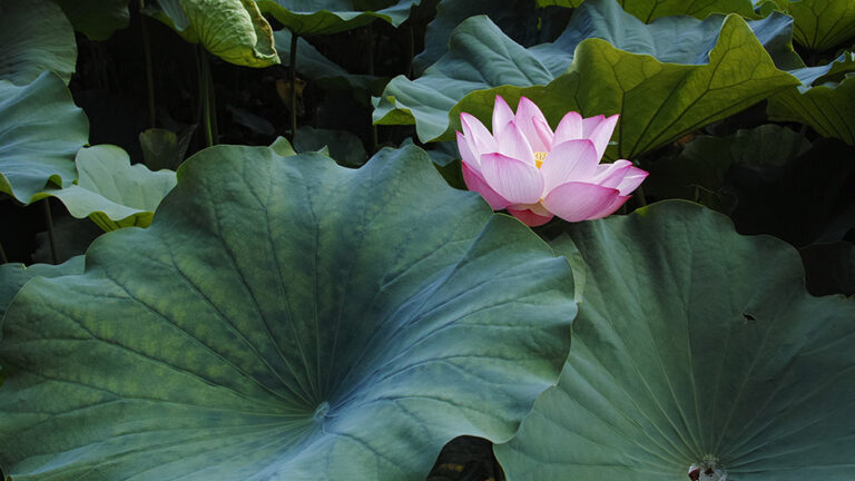 SIGMA dp1 quattro 写真・作例・花・蓮（C）遊人寫眞機帖 SIGMA LUMIX 写真ギャラリーブログ