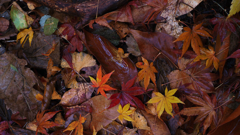 箱根冬、紅葉　LUMIX GX8 写真 作例 カメラ SIGMA好き（C）遊人寫眞機帖