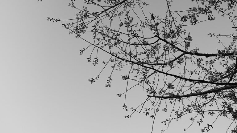 SIGMA SD1 Merrill 写真 作例 カメラ SIGMA好き（C）遊人寫眞機帖