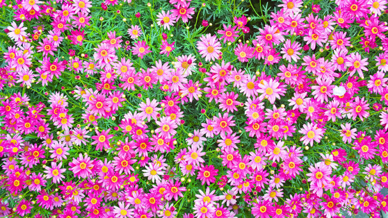 SIGMA dp1 quattro 写真・作例・花・蓮(C)遊人寫眞機帖 SIGMA LUMIX 写真ギャラリーブログ