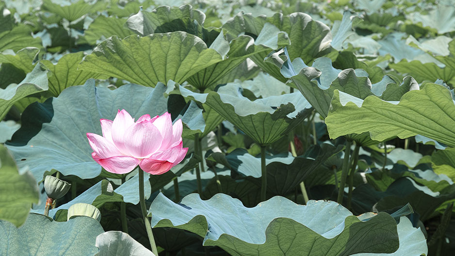 LOTUS TOKYO UENO　上野不忍池・蓮・ハス SIGMA SD1 Merrill 写真・作例・街スナップ（C）遊人寫眞機帖 SIGMA LUMIX 写真ギャラリーブログ