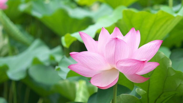 LOTUS TOKYO UENO　上野不忍池・蓮・ハス Panasonic GX8 写真・作例・街スナップ（C）遊人寫眞機帖 SIGMA LUMIX 写真ギャラリーブログ