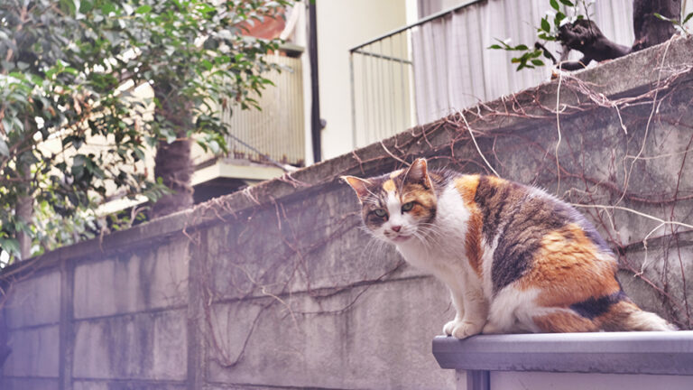 Panasonic Lumix S5 lomo lens old lens 写真 散歩 TOKYO JAPAN (C) 遊人寫眞機帖 主にSIGMA Foveon LUMIXで撮った写真を掲載しています。