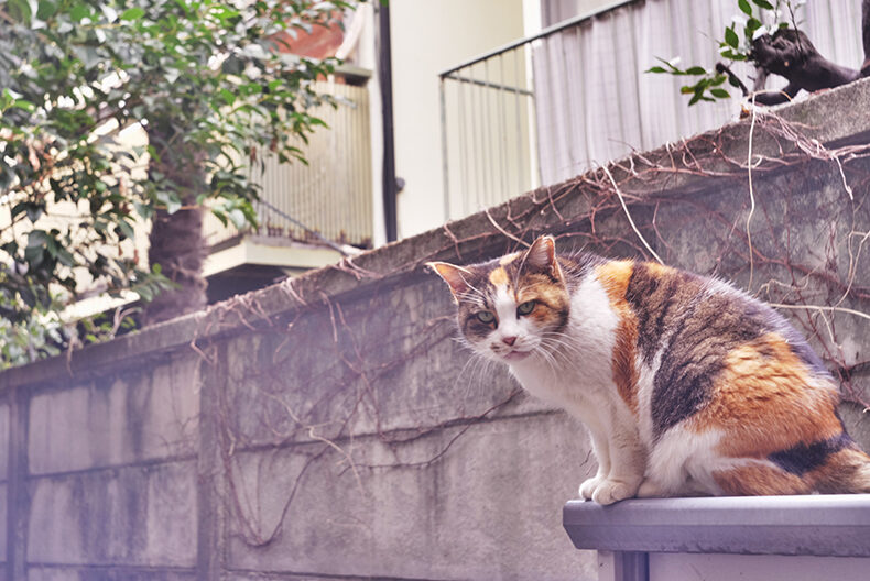 Panasonic Lumix S5 lomo lens old lens 写真 散歩 TOKYO JAPAN (C) 遊人寫眞機帖　主にSIGMA Foveon LUMIXで撮った写真を掲載しています。