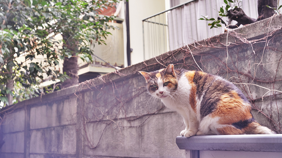 Panasonic Lumix S5 lomo lens old lens 写真 散歩 TOKYO JAPAN (C) 遊人寫眞機帖　主にSIGMA Foveon LUMIXで撮った写真を掲載しています。