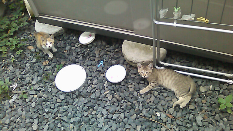 ガラケーで撮った写真　東京・表参道・猫・Cats Tokyo (C) 遊人寫眞機帖　主にSIGMA Foveon LUMIXで撮った写真を掲載しています。