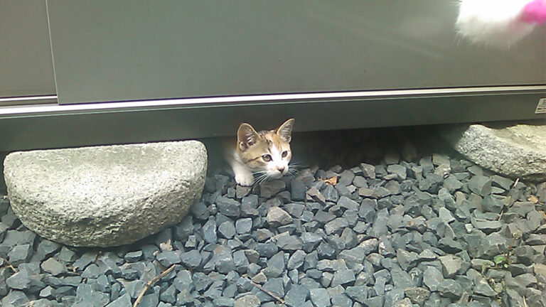 ガラケーで撮った写真　東京・表参道・猫・Cats Tokyo (C) 遊人寫眞機帖　主にSIGMA Foveon LUMIXで撮った写真を掲載しています。