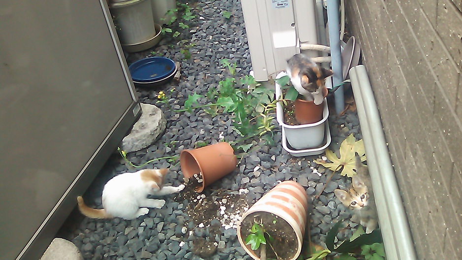 ガラケーで撮った写真　東京・表参道・猫・Cats Tokyo (C) 遊人寫眞機帖　主にSIGMA Foveon LUMIXで撮った写真を掲載しています。