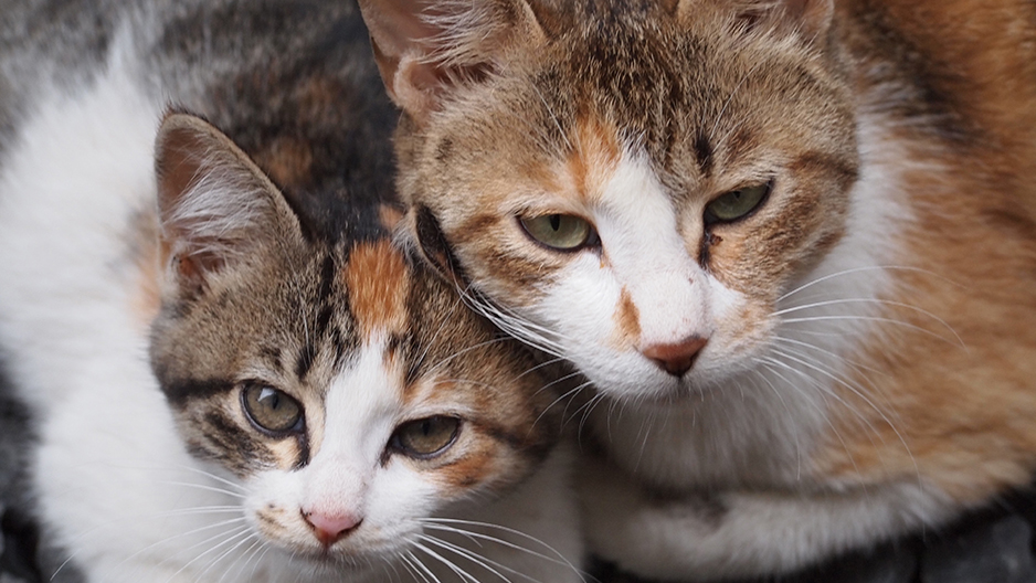 OLYMPUS E-PL2 Cat Tokyo Japan 猫 写真 ノラネコ (C) 遊人寫眞機帖　主にSIGMA Foveon LUMIXで撮った写真を掲載しています。