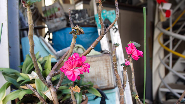 SIGMA SD15 PHOTO Tokyo Japan 原宿 表参道 散歩 写真(C) 遊人寫眞機帖 主にSIGMA Foveon LUMIXで撮った写真を掲載しています。