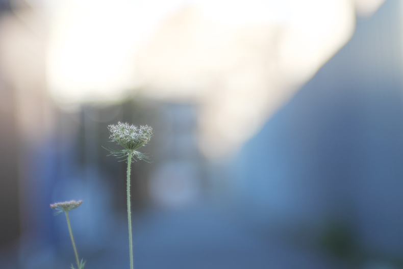 LUMIX S5 Jupiter-9 85mm F2 PHOTO Tokyo Japan 神楽坂 散歩 写真(C) 遊人寫眞機帖　主にSIGMA Foveon LUMIXで撮った写真を掲載しています。ときどきオールドレンズ。