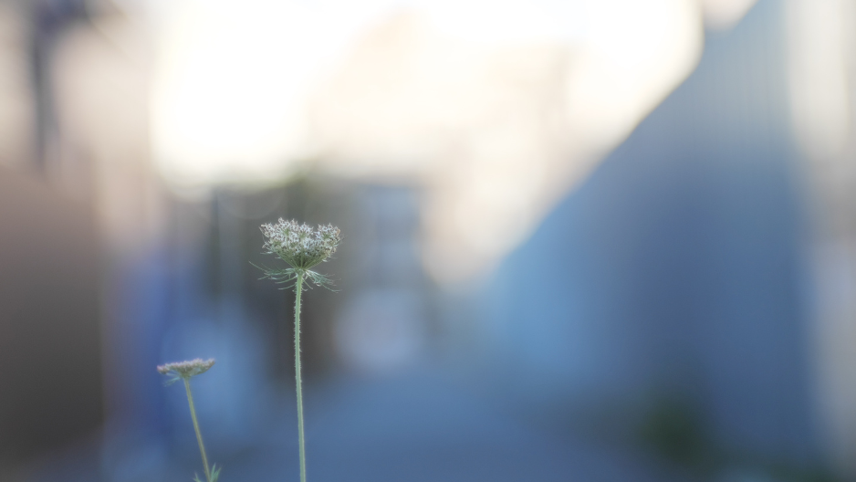 LUMIX S5 Jupiter-9 85mm F2 PHOTO Tokyo Japan 神楽坂 散歩 写真(C) 遊人寫眞機帖　主にSIGMA Foveon LUMIXで撮った写真を掲載しています。ときどきオールドレンズ。